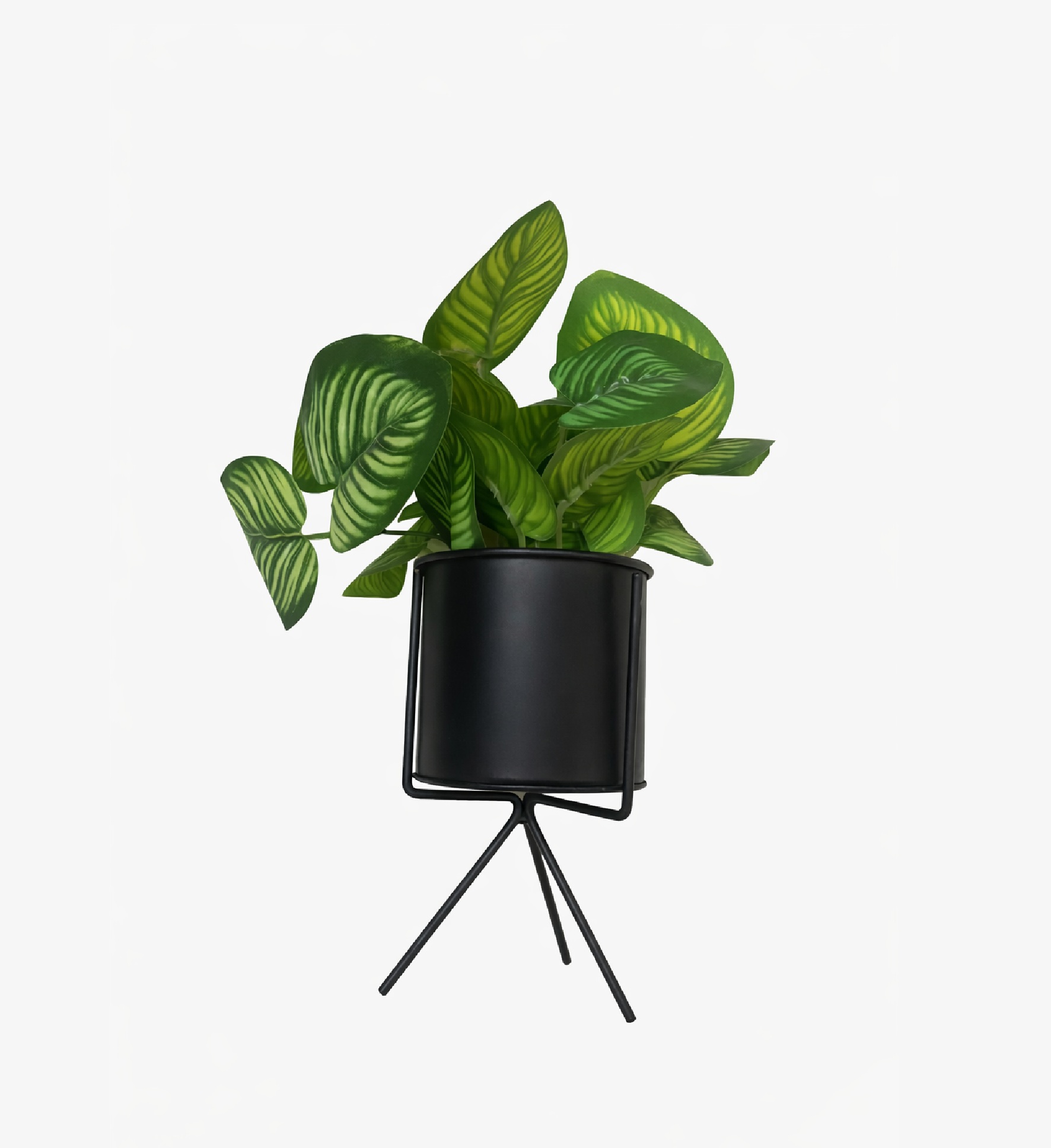 Creeping Green Potted Plants Creeping Green Potted Plants - Image 1